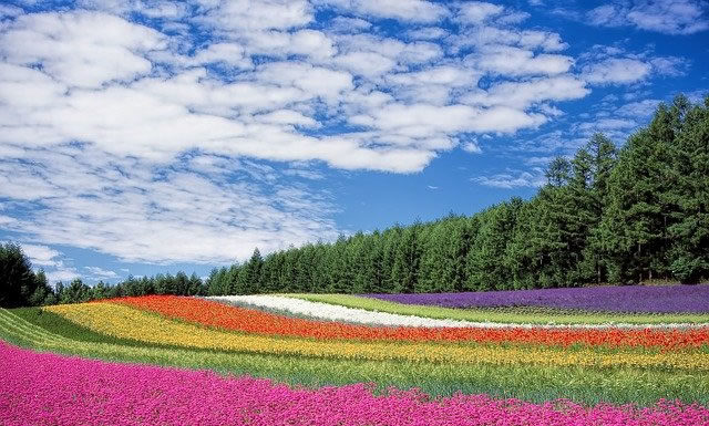 “황무지가 장미꽃같이”