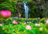 연밭에서(Wrights water gardens, Patumahoe)