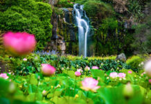 연밭에서(Wrights water gardens, Patumahoe)