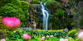 연밭에서(Wrights water gardens, Patumahoe)