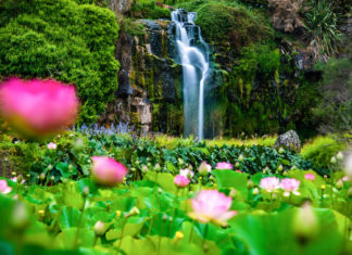 연밭에서(Wrights water gardens, Patumahoe)