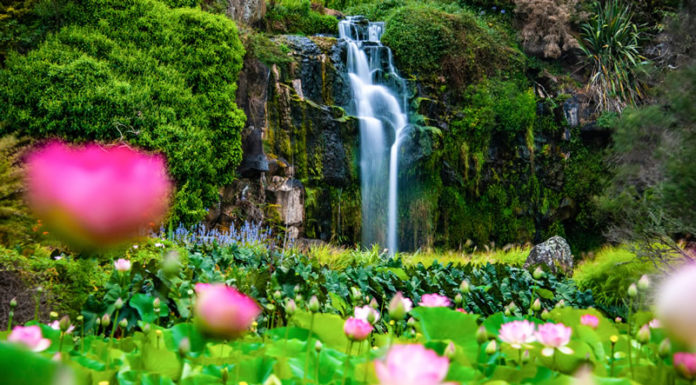 연밭에서(Wrights water gardens, Patumahoe)