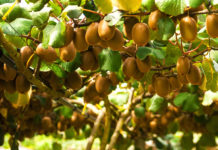 결실의 계절, 열매로 말한다