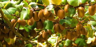 결실의 계절, 열매로 말한다