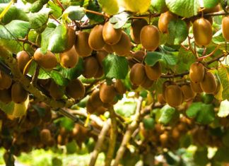 결실의 계절, 열매로 말한다