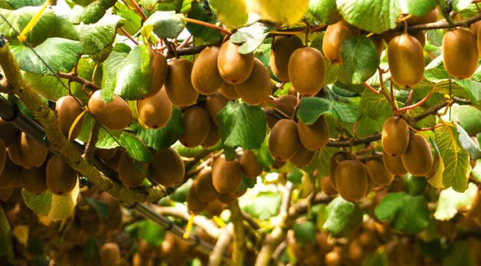 결실의 계절, 열매로 말한다