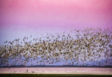 석양에 비친 군무