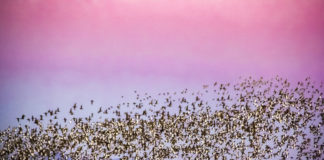 석양에 비친 군무