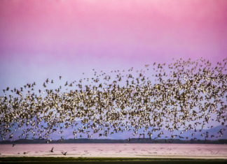 석양에 비친 군무