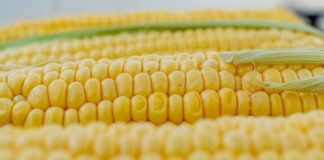 옥수수빵과 가루우유