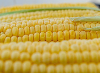 옥수수빵과 가루우유