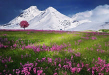 갈등-흔들리며 피는 꽃