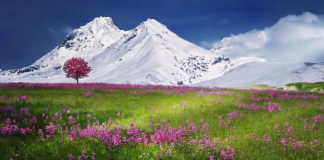 갈등-흔들리며 피는 꽃