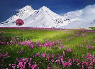 갈등-흔들리며 피는 꽃