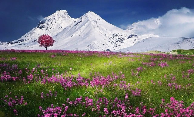 갈등-흔들리며 피는 꽃