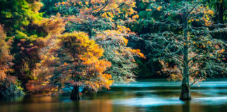맥라렌 공원 가을 풍경