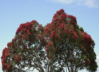 “우리 자유의 땅을 보호하소서”
