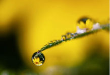 풀잎에 맺힌 보석