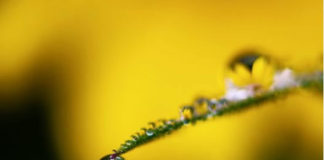 풀잎에 맺힌 보석