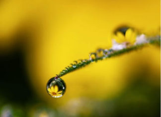 풀잎에 맺힌 보석