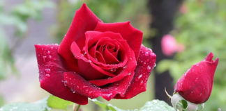 6월 둘째 주 찬송/셋째 주 찬송