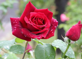 6월 둘째 주 찬송/셋째 주 찬송