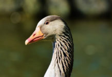 까까머리 거위의 꿈