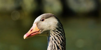 까까머리 거위의 꿈