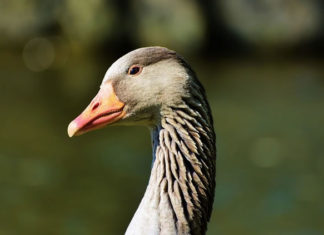 까까머리 거위의 꿈