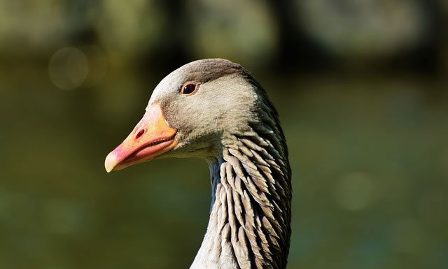 까까머리 거위의 꿈