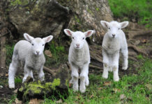 어린 양 예수님