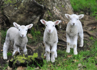 어린 양 예수님