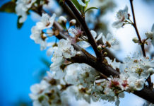 뉴질랜드 북섬에 온 봄