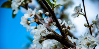 뉴질랜드 북섬에 온 봄