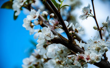 뉴질랜드 북섬에 온 봄