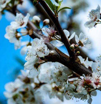 뉴질랜드 북섬에 온 봄