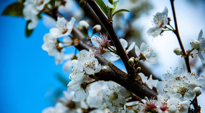 뉴질랜드 북섬에 온 봄
