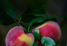 상사화가 피는 계절