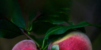 상사화가 피는 계절