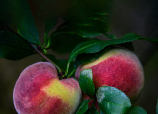 상사화가 피는 계절