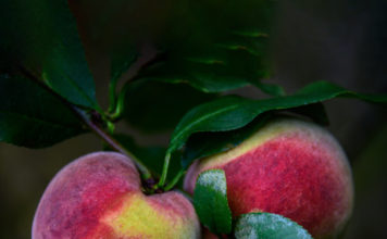 상사화가 피는 계절