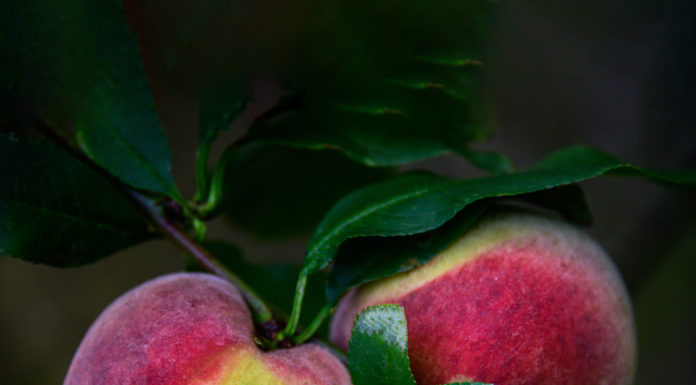 상사화가 피는 계절