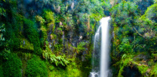 숲 속에 숨어있는 예쁜 폭포 Kaiate Falls