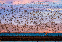 철새 도래지에서