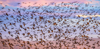 철새 도래지에서