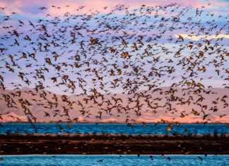 철새 도래지에서