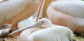 홀로 선 사다새