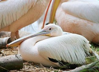 홀로 선 사다새