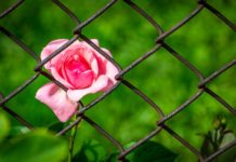 장자의 부자유(不自由)