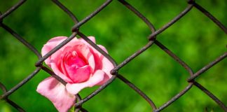 장자의 부자유(不自由)